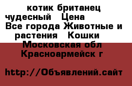 котик британец чудесный › Цена ­ 12 000 - Все города Животные и растения » Кошки   . Московская обл.,Красноармейск г.